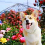 【2024年版 関東エリア】愛犬と行ける春の「ペット可・バラ園＆ローズガーデン」特集！