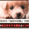 「子犬の夜泣きは無視や放置で解決するの？」子犬が夜泣きをする理由と6つの対処法