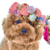 花で彩る愛犬の写真♡人気の「犬・ペット用フラワーアクセサリー・花冠」特集！