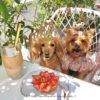 【2024年新規オープン】東京都心で愛犬と入れる！ペット同伴OKのおしゃれカフェ7選