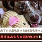 「愛犬に与えていいおもちゃとNGおもちゃの違いは?」犬が満足するおもちゃ選びのコツもご紹介