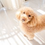 犬との生活は住まいの形態でどう違う？居住環境別メリット・デメリットと犬の心身への影響