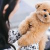 愛犬への構い過ぎにご用心！過保護過ぎても問題になる行動5つと犬への悪影響について