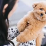 愛犬への構い過ぎにご用心！過保護過ぎても問題になる行動5つと犬への悪影響について