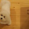 犬の避妊手術は２通り！手術方法やメリット・デメリット、注意点を解説！
