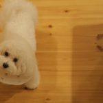 犬の避妊手術は２通り！手術方法やメリット・デメリット、注意点を解説！