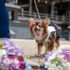 【2025年6月版】関東のおすすめ犬イベント・ドッグフェスまとめ ペットと行ける注目スポット9選！