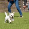 愛犬が脱走！やってはいけないNG行動と脱走しやすい犬種、心掛けたい正しい対応をご紹介