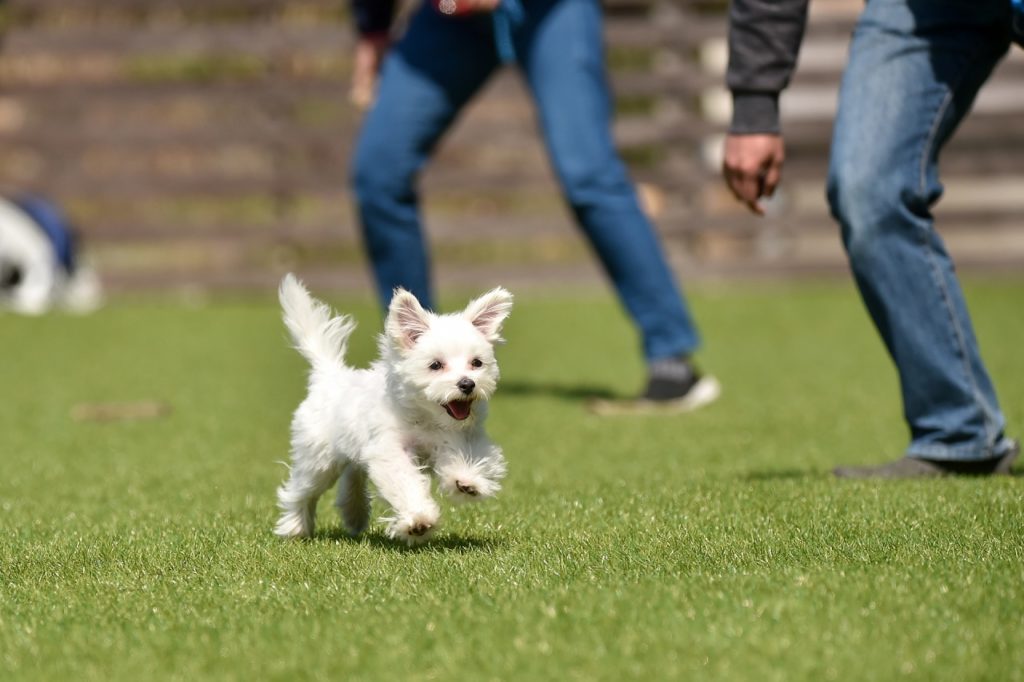 愛犬が脱走!やってはいけないNG行動と脱走しやすい犬種、心掛けたい正しい対応をご紹介