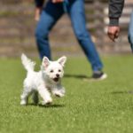 愛犬が脱走！やってはいけないNG行動と脱走しやすい犬種、心掛けたい正しい対応をご紹介