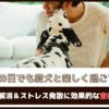 「雨の日でも愛犬と楽しく過ごす！」運動不足解消＆ストレス発散に効果的な室内遊び7選