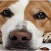 犬も人も要注意！トコジラミで起こる症状や注意点、対処法について解説！