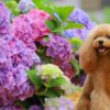 2025年版 わんこと楽しむ「紫陽花（あじさい）散歩」スポット特集【関東・関西編】