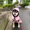 犬との雨の日散歩、行った方が良い場合って？注意点や雨の日散歩が多いと起きるデメリット