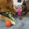 【筆者厳選！】愛犬にオススメの100円ショップコスパ最強ペット用おもちゃ5選！