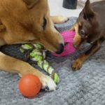 【筆者厳選！】愛犬にオススメの100円ショップコスパ最強ペット用おもちゃ5選！