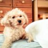 犬もむくみが起こる？影響する疾患からむくみやすい犬種、ケア方法まで解説！