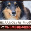 「愛犬が急に大人しくなった」「いい子すぎる」それってストレスが原因の病気かも!?