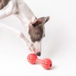 犬とのおもちゃ遊びはしつけにも効果的!おもちゃの種類別効果と教えるコツをご紹介!