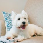 梅雨～夏場は犬の保冷材の誤飲に要注意！症状や危険性のある保冷剤の見分け方、対処法を解説！