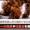 「犬が麦茶を飲んだり舐めても大丈夫？」 犬への効果や注意点を解説