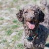犬に好かれる人と嫌われる人の違いって？主な特徴や犬に好かれるための注意点を解説
