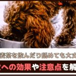 「犬が麦茶を飲んだり舐めても大丈夫？」 犬への効果や注意点を解説
