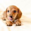 犬の食の好みが違うのはどうして？基本的な味覚から嗜好性、食のこだわりが強い犬種をご紹介！