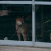 梅雨に抱えやすい愛犬のストレス解消法とは？主なストレス反応から知っておきたいメンタルケア