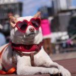【2025年7月/関西版】愛犬と行ける夏のペットイベント8選!ナイトマルシェやドッグフェスタも