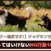 【それマナー違反です！】ドッグランで嫌われる やってはいけないNG行動10選