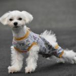 犬も足がつることってある？足が突っ張った時に考えられる原因やその理由、対策を解説！