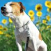 温暖地域に適した犬種はいる？比較的暑さに強い犬種や飼養する際の注意点、暑さ対策ポイント