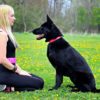 犬に教えたい芸は、手本を見せると有効？犬の新しい訓練法『Do as I do』メソッドとは？