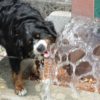 夏こそ要注意！犬の『水中毒』とは？主な原因場面や症状、水遊びする時の注意点を解説！
