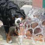 夏こそ要注意！犬の『水中毒』とは？主な原因場面や症状、水遊びする時の注意点を解説！