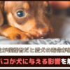 「飼い主が喫煙者だと愛犬の寿命が縮む?!」 タバコが犬に与える影響を解説