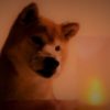 もしも夏に停電が起こったら？愛犬を守るための対策や停電時でも犬に快適に過ごしてもらう方法