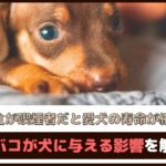 「飼い主が喫煙者だと愛犬の寿命が縮む?!」 タバコが犬に与える影響を解説