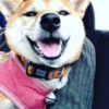 犬はマイクロチップを入れておけば安心？ネームタグの重要性やメリット・デメリット