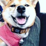 犬はマイクロチップを入れておけば安心?ネームタグの重要性やメリット・デメリット