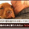 愛犬が7歳を超えたら知っておこう！「認知症予防のために取り入れたい6つの対策」