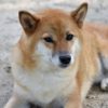 犬が一夏でフィラリア感染する確率は？蚊の吸血嗜好性から見るフィラリア予防対策