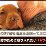 愛犬が7歳を超えたら知っておこう!「認知症予防のために取り入れたい6つの対策」