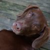 犬の“気持ちをわかってくれる”に甘え過ぎていませんか？空気を読む犬が見せる仕草や人のNG行動