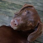 犬の“気持ちをわかってくれる”に甘え過ぎていませんか？空気を読む犬が見せる仕草や人のNG行動