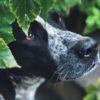 犬の散歩中に積乱雲・ゲリラ雷雨が発生したら？飼い主さんが心掛けたい対応や注意点
