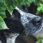 犬の散歩中に積乱雲・ゲリラ雷雨が発生したら？飼い主さんが心掛けたい対応や注意点