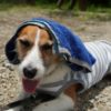 【犬の熱中症】効率的な冷やし方って？冷やし方の効率を左右する深部体温や注意点を解説！