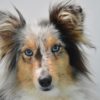 犬の視力が悪いは本当？犬種別で違う近視・遠視の研究とは？ペット用コンタクトレンズもご紹介！